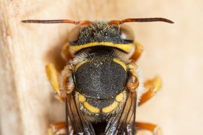  Rhodanthidium infuscatum (Erichson, 1835)