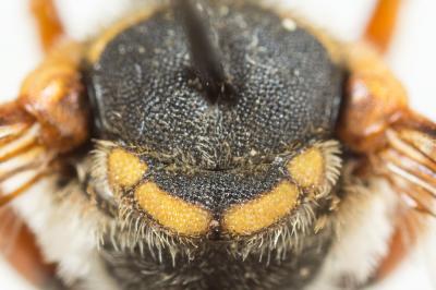  Rhodanthidium infuscatum (Erichson, 1835)