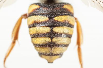  Rhodanthidium infuscatum (Erichson, 1835)