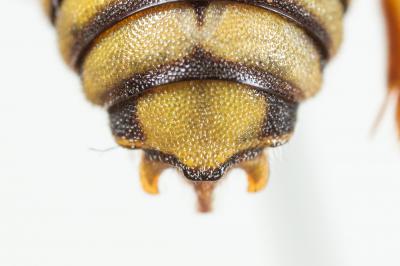  Rhodanthidium infuscatum (Erichson, 1835)