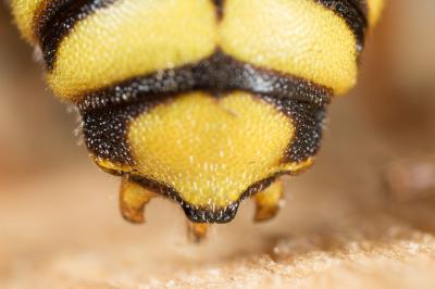  Rhodanthidium infuscatum (Erichson, 1835)