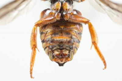  Rhodanthidium infuscatum (Erichson, 1835)