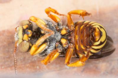  Rhodanthidium infuscatum (Erichson, 1835)