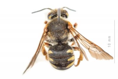 Rhodanthidium septemdentatum (Latreille, 1809)