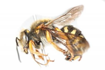  Rhodanthidium septemdentatum (Latreille, 1809)