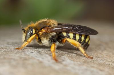  Rhodanthidium septemdentatum (Latreille, 1809)
