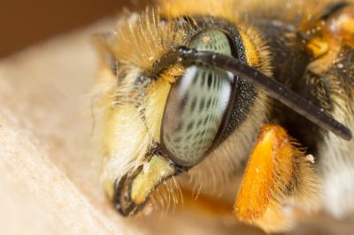 Rhodanthidium septemdentatum (Latreille, 1809)