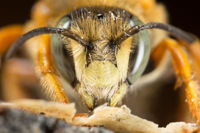  Rhodanthidium septemdentatum (Latreille, 1809)