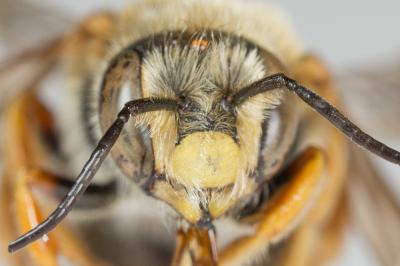  Rhodanthidium septemdentatum (Latreille, 1809)