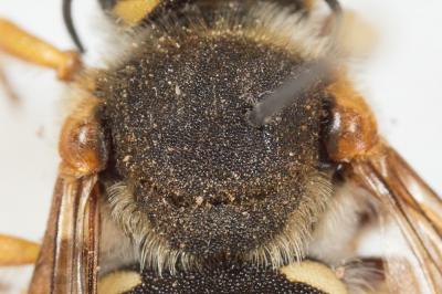  Rhodanthidium septemdentatum (Latreille, 1809)