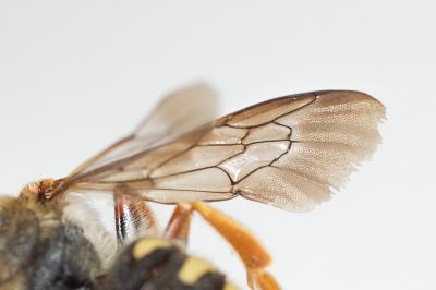  Rhodanthidium septemdentatum (Latreille, 1809)