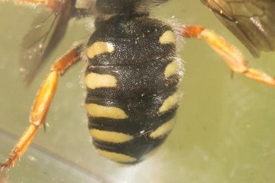  Rhodanthidium septemdentatum (Latreille, 1809)