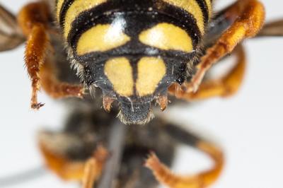  Rhodanthidium septemdentatum (Latreille, 1809)