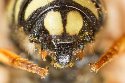  Rhodanthidium septemdentatum (Latreille, 1809)