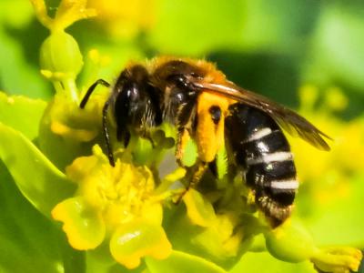  Andrena gravida Imhoff, 1832