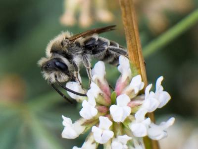  Andrena Fabricius, 1775