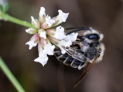  Andrena Fabricius, 1775