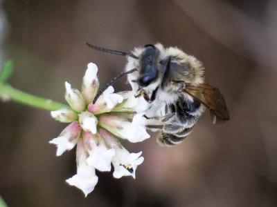 Andrena Fabricius, 1775