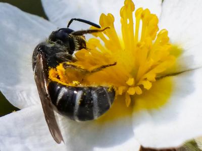  Lasioglossum Curtis, 1833