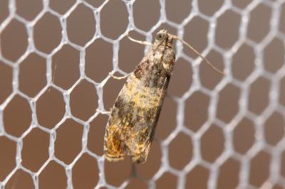 Celypha aurofasciana (Haworth, 1811)