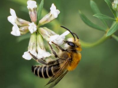  Colletes Latreille, 1802