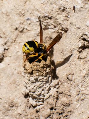  Paragymnomerus spiricornis (Spinola, 1808)