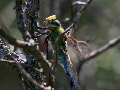 Anax empereur (L') Anax imperator Leach, 1815