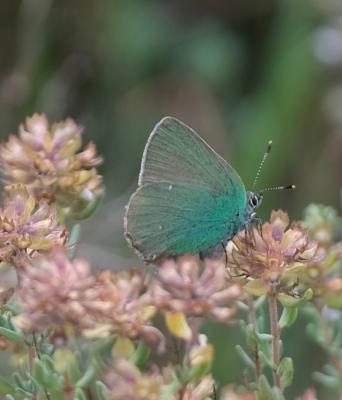 Thécla de la Ronce (La), Argus vert (L') Callophrys rubi (Linnaeus, 1758)