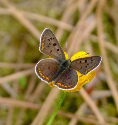 Cuivré fuligineux (Le), Argus myope (L'), Polyomma Lycaena tityrus (Poda, 1761)