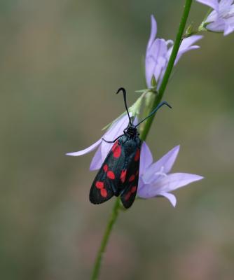 Zygène du Pied-de-Poule (La), Zygène des Lotiers ( Zygaena filipendulae (Linnaeus, 1758)