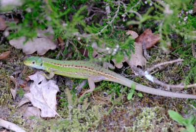 Lézard vert occidental Lacerta bilineata bilineata Daudin, 1802