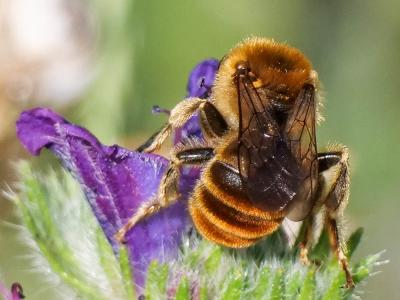 Eucère dorée Eucera chrysopyga Pérez, 1879
