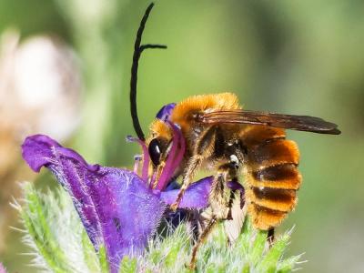 Eucère dorée Eucera chrysopyga Pérez, 1879