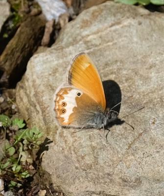 Céphale (Le), Arcanie (L') Coenonympha arcania (Linnaeus, 1760)