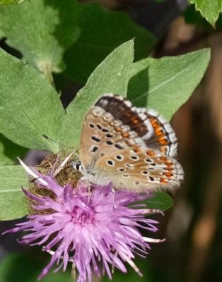 Azuré bleu-céleste (L'), Bel-Argus (Le), Argus ble Lysandra bellargus (Rottemburg, 1775)