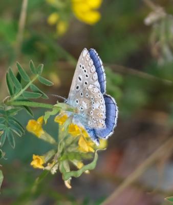 Azuré bleu-céleste (L'), Bel-Argus (Le), Argus ble Lysandra bellargus (Rottemburg, 1775)