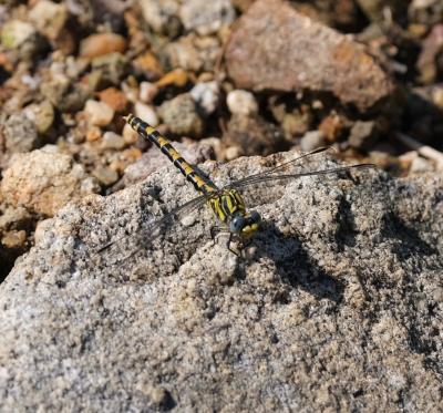 Gomphe à forceps (Le), Gomphe à pinces (Le) Onychogomphus forcipatus (Linnaeus, 1758)