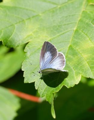 Azuré des Nerpruns (L'), Argus à bande noire (L'), Celastrina argiolus (Linnaeus, 1758)