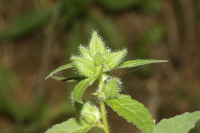 Raiponce en épi Phyteuma spicatum L., 1753