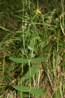 Millepertuis des montagnes Hypericum montanum L., 1755