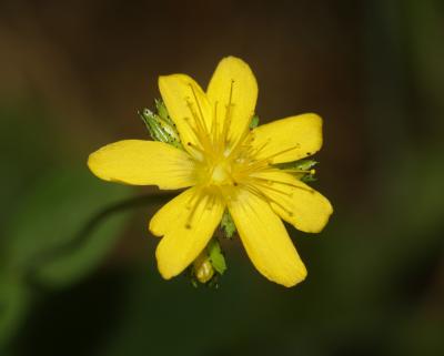 Millepertuis des montagnes Hypericum montanum L., 1755