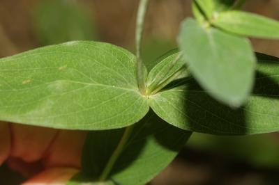 Millepertuis des montagnes Hypericum montanum L., 1755