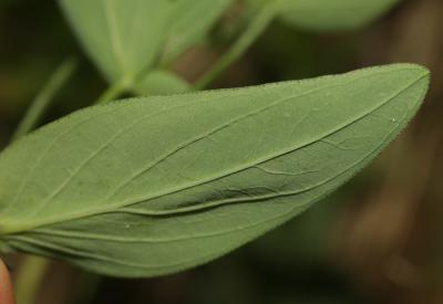 Millepertuis des montagnes Hypericum montanum L., 1755