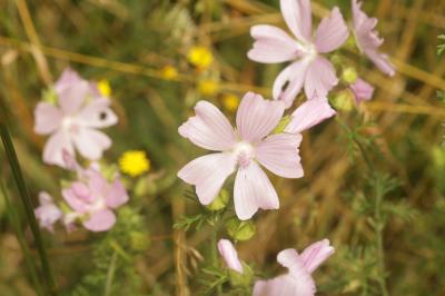 Mauve musquée Malva moschata L., 1753
