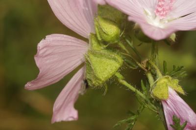 Mauve musquée Malva moschata L., 1753