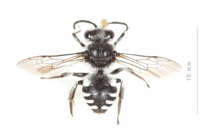  Ammobatoides scriptus (Gerstäcker, 1869)