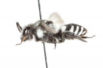  Ammobatoides scriptus (Gerstäcker, 1869)