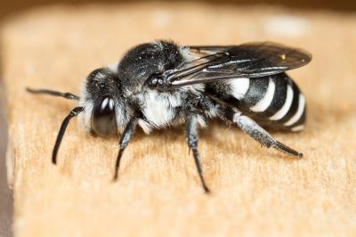  Ammobatoides scriptus (Gerstäcker, 1869)