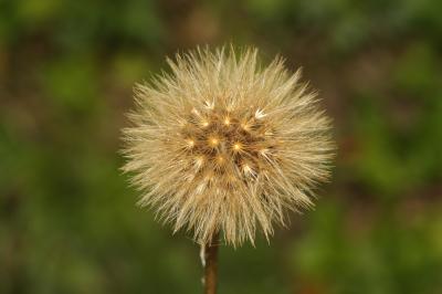 Liondent hispide Leontodon hispidus subsp. hispidus L., 1753