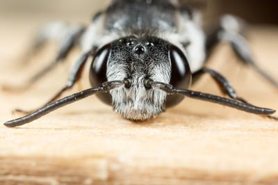  Ammobatoides scriptus (Gerstäcker, 1869)
